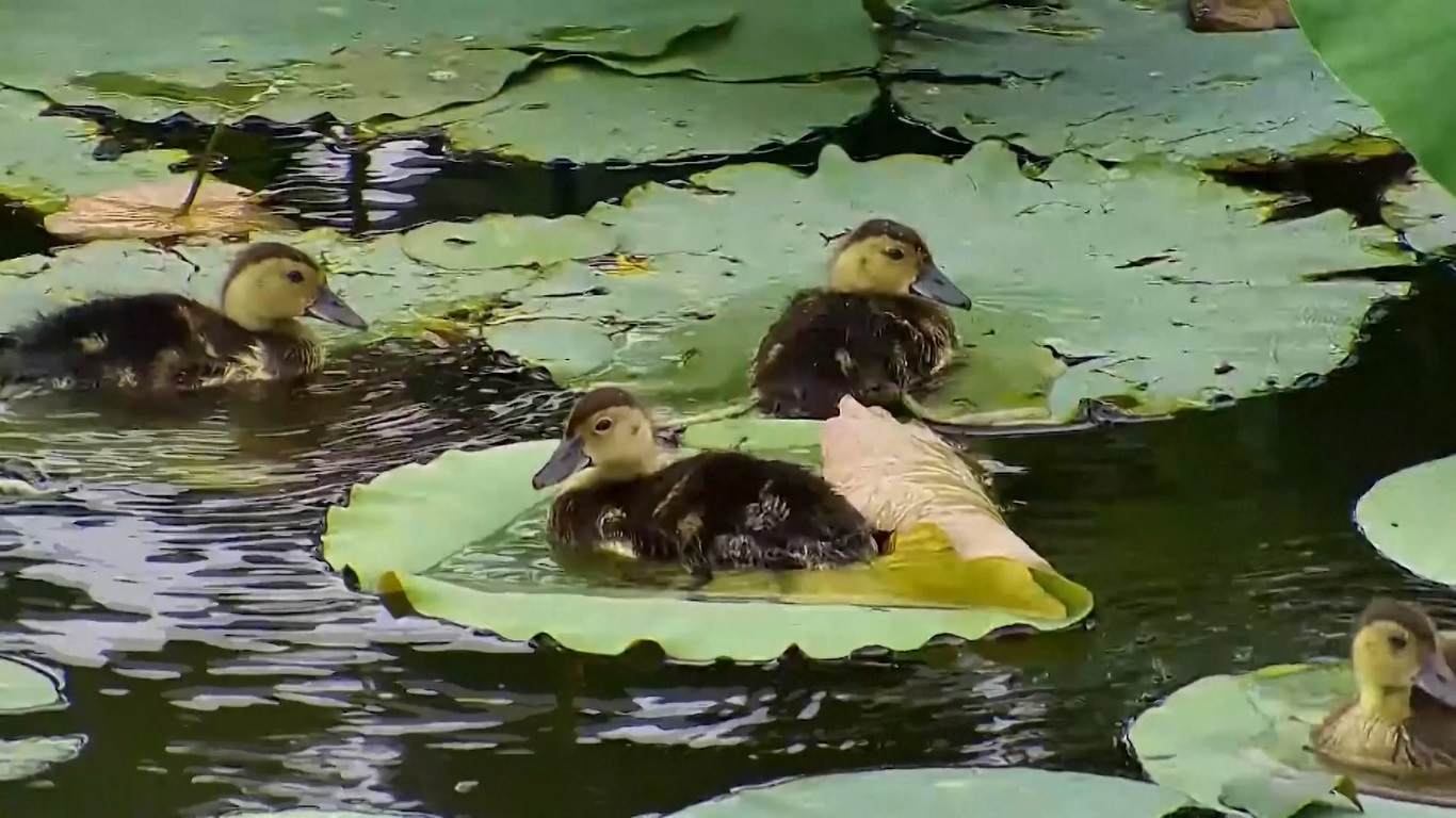 Survei tersebut menunjukkan bahwa ada 2