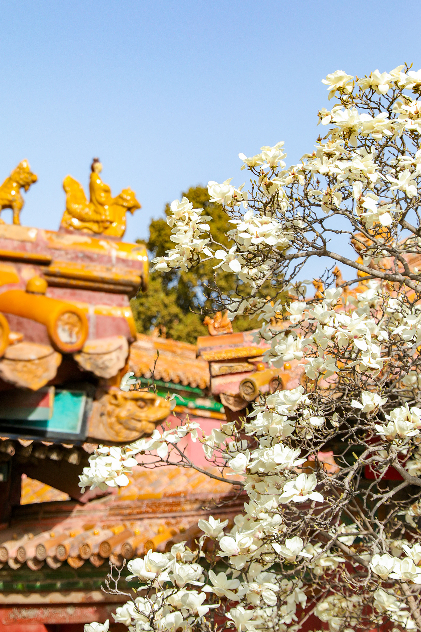 Museum Istana yang juga dikenal sebagai Kota Terlarang di Beijing dihiasi dengan bunga-bunga berwarna-warni di musim semi yang hangat