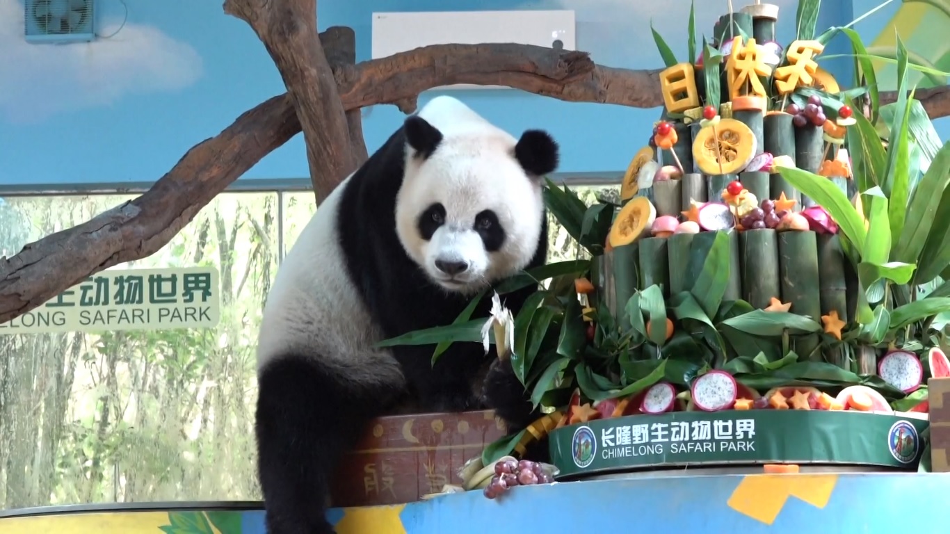 Panda Raksasa Kembar Tiga Satu-satunya di Dunia Rayakan Ulang Tahun ke-11