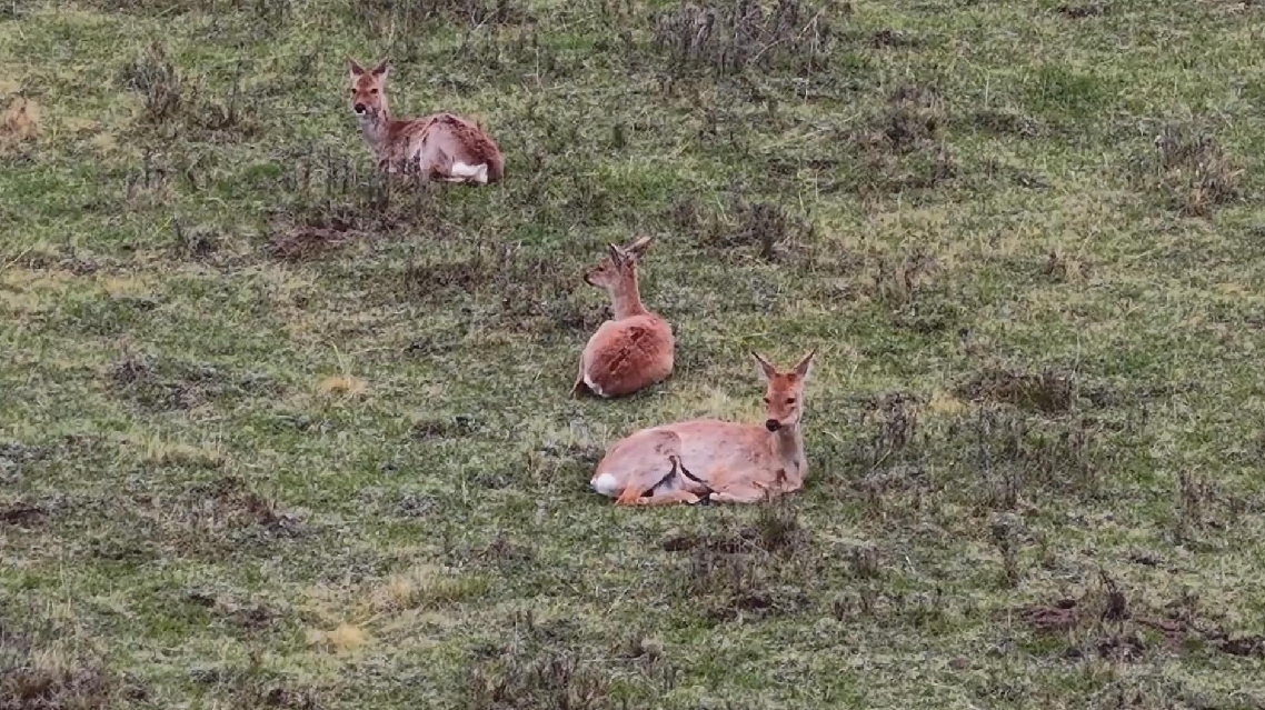Rusa Roe Siberia liar Terlihat Berkeliaran di Padang Rumput di Qinghai