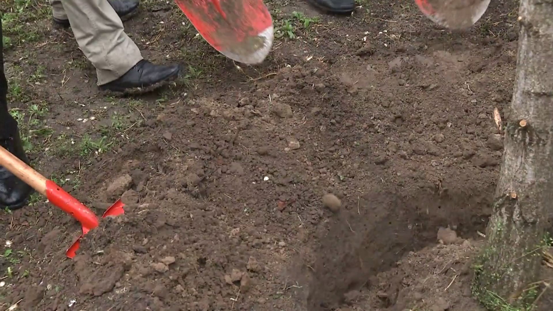 Sejumlah duta besar negara Amerika Latin dan Karibia (LAC) untuk Tiongkok pada hari Jumat berpartisipasi dalam kegiatan penanaman pohon di Beijing sebagai simbol untuk memelihara persahabatan antara negara mereka dan Tiongkok