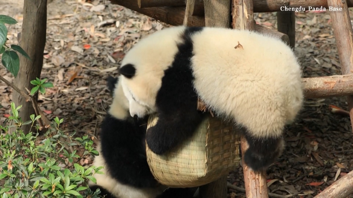 Keranjang itu telah diberikan kepada panda sebagai bagian dari program pengayaan yang lebih besar yang bertujuan untuk menumbuhkan perilaku alami