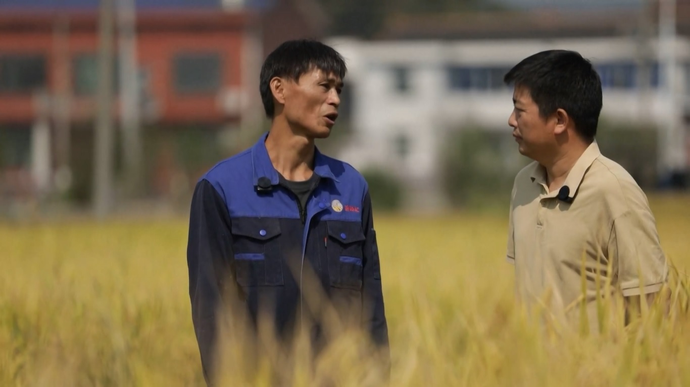 Daerah penghasil padi di seluruh Tiongkok telah mengadopsi langkah-langkah sesuai dengan kondisi setempat untuk meningkatkan hasil melalui penanaman kecambah