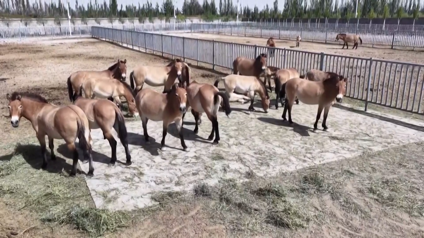 28 Kuda Przewalski Dilepaskan ke Alam Liar di Gansu