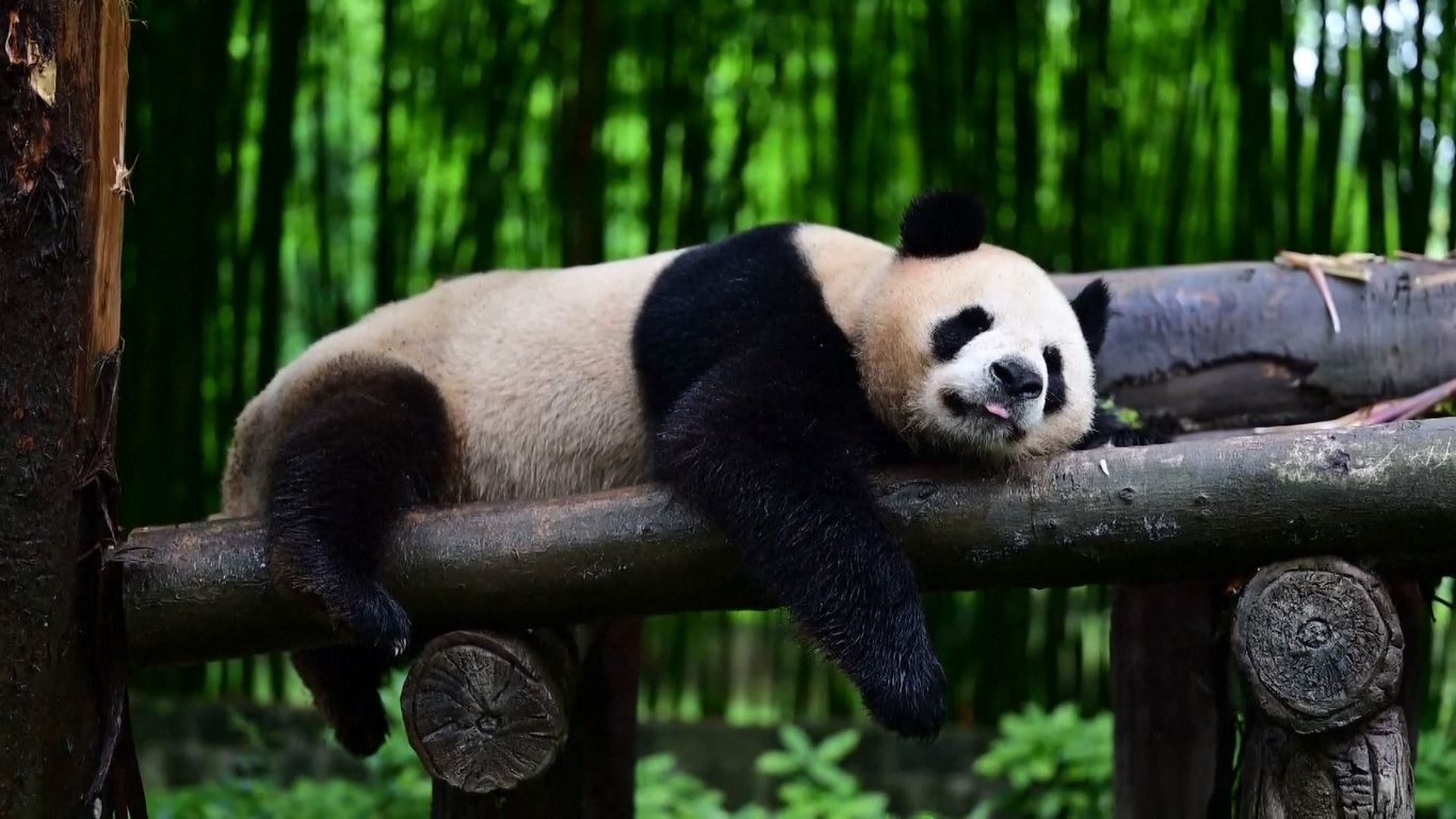 Mereka akan bergabung dengan empat panda lainnya yang saat ini tinggal di Hong Kong