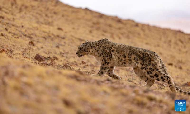 Menurut Administrasi Kehutanan dan Padang Rumput Qinghai
