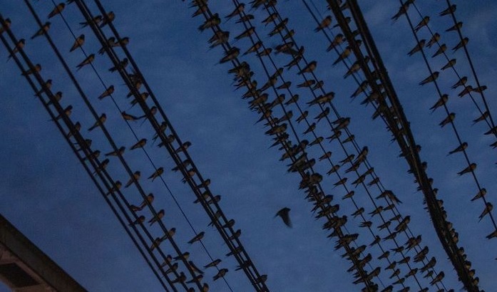 Jawa Barat merupakan salah satu tempat singgahnya burung layang-layang Asia saat mereka melakukan migrasi tahunan untuk menghindari cuaca dingin di belahan bumi utara yang menjadi tempat mereka berkembang-biak