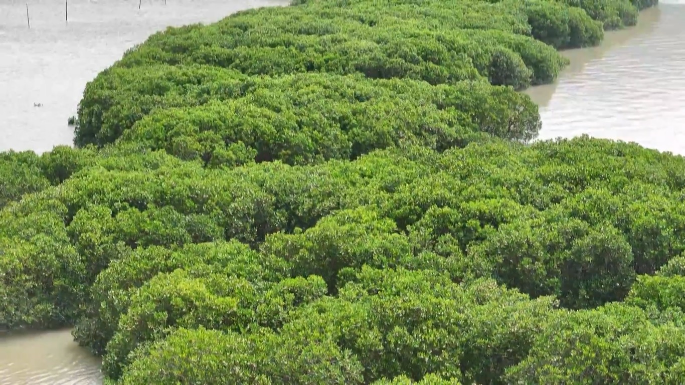 Tiongkok Penuhi Target Penghijauan Mangrove dari Rencana Lima Tahun ke-14 Lebih Cepat dari Jadwal