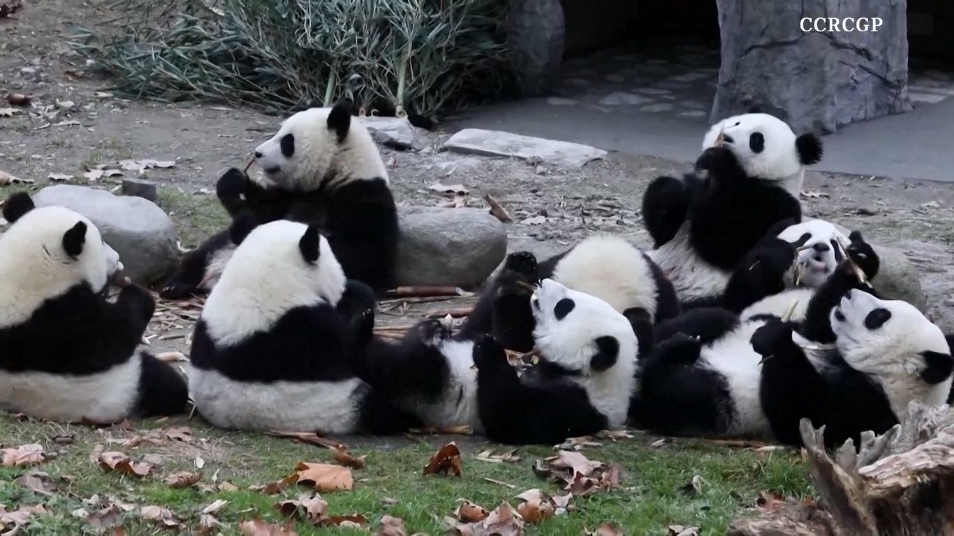 Adegan makan berkelompok seperti itu jarang terjadi mengingat kebiasaan makan panda yang biasanya menyendiri di alam liar