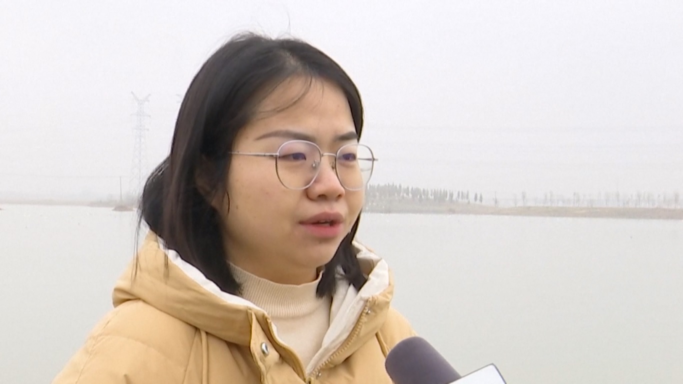 Kediaman musiman angsa-angsa cantik di Danau Chaohu di Hefei