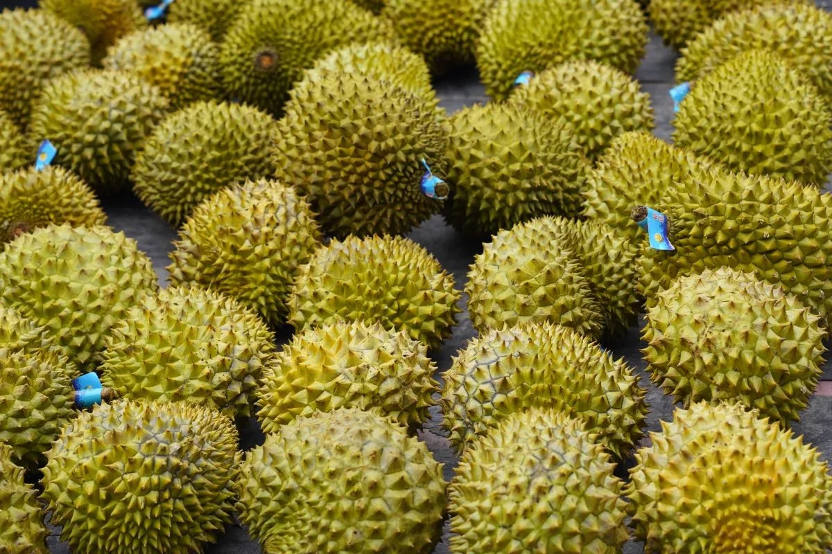 Guangxi terkenal dengan julukan keranjang buah-nya Tiongkok Daerah tersebut secara konsisten menempati peringkat pertama dalam produksi buah nasional Tiongkok selama beberapa tahun