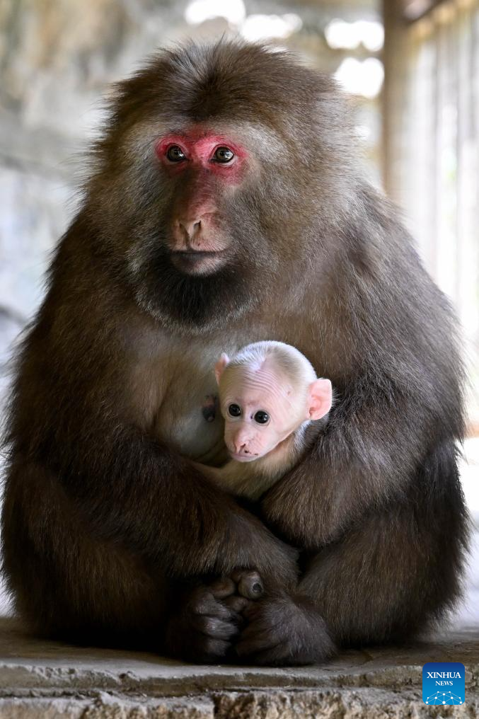Macaca thibetana huangshanensis merupakan spesies unik yang terdapat di kawasan Huangshan di Tiongkok
