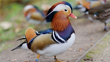 im dari SEE Foundation menemukan wigeon Amerika di habitat burung yang bermigrasi di Teluk Sanniang