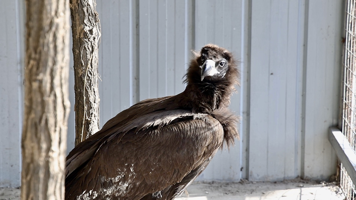 Burung besar itu tinggal di stasiun perlindungan satwa liar di daerah itu selama sebulan dengan perawatan yang saksama dan berangsur-angsur sembuh