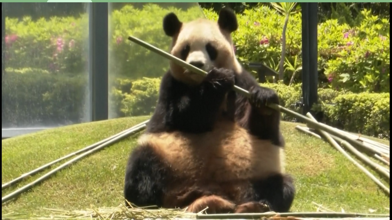 Panda raksasa memainkan peran unik dalam memperkuat pertukaran orang-ke-orang antara Tiongkok dan Jepang dan juga dalam perlindungan dan penelitian hewan langka