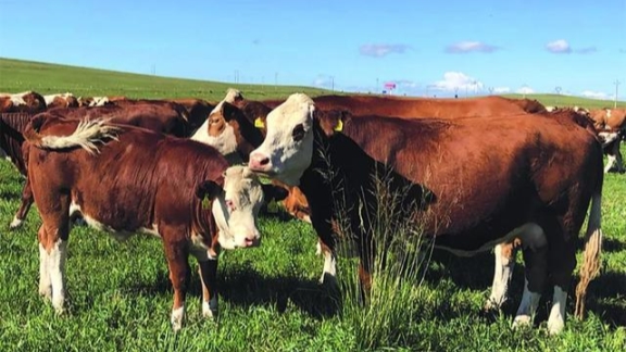 Sapi Huaxi merupakan hasil dari upaya penelitian selama lebih dari empat dekade dan memiliki pertumbuhan yang cepat daging berkualitas tinggi dan daya adaptasi yang kuat