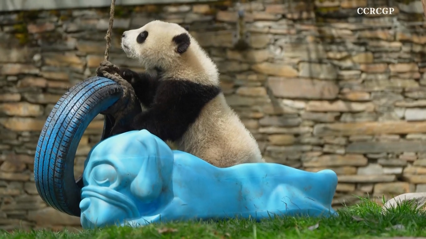 Video tersebut diambil di pangkalan Shenshuping dari Pusat Konservasi dan Penelitian Panda Raksasa Tiongkok