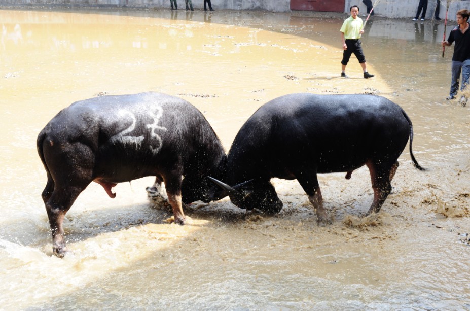 Banteng yang akan diadu terlebih dahulu dilatih dan dirawat secara khusus dan tidak mengambil bagian dalam pekerjaan pertanian pada umumnya