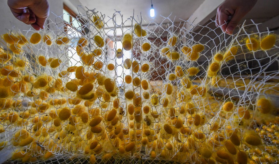 Tim peneliti Tiongkok menemukan cara baru untuk mengembangkan sutra ulat sutra artifisial super kuat yang memiliki kekuatan jauh lebih besar daripada sutra alami terkuat