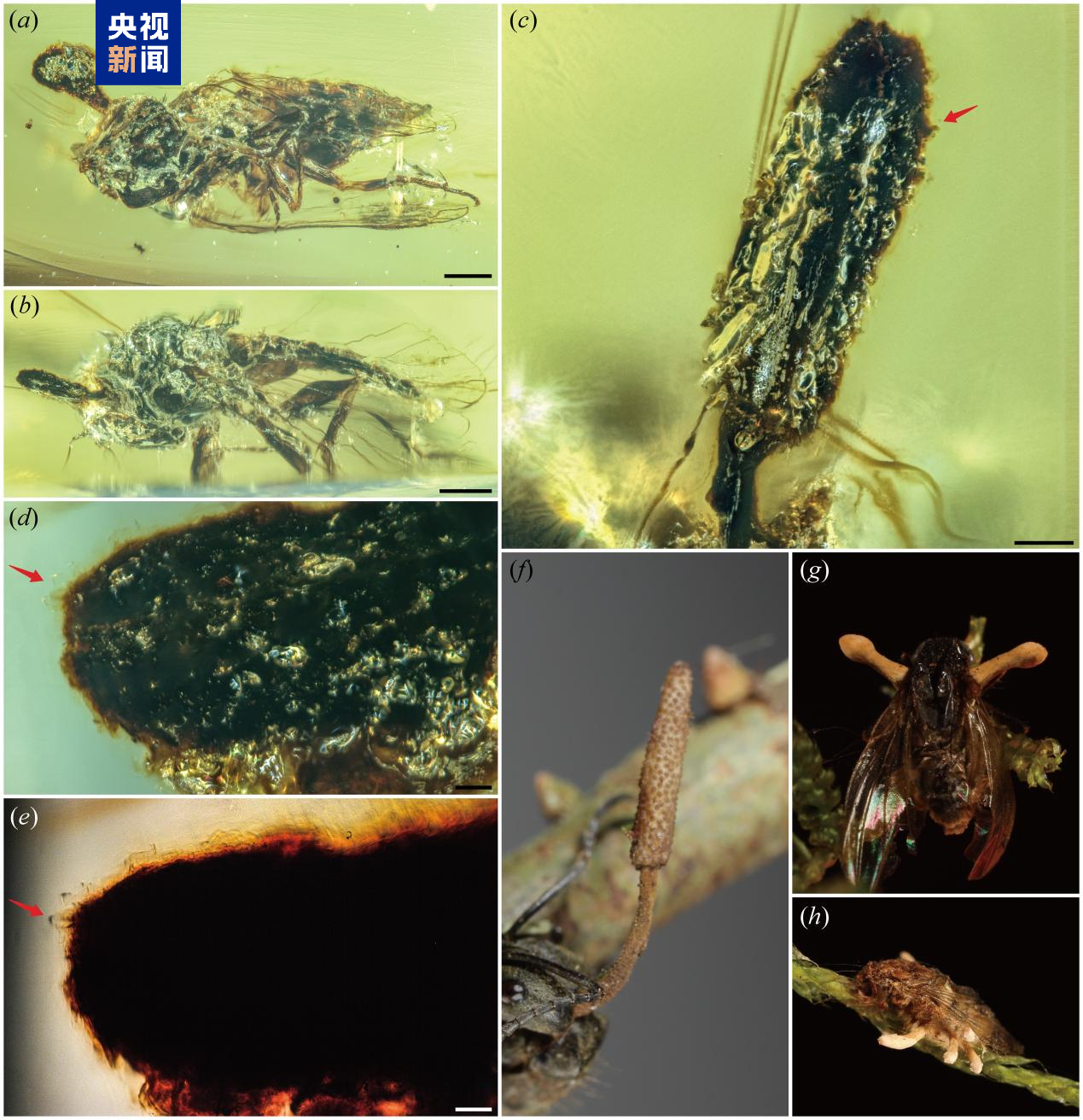 Penemuan ini memberikan bukti penting untuk mengeksplorasi ko-evolusi jamur dan serangga