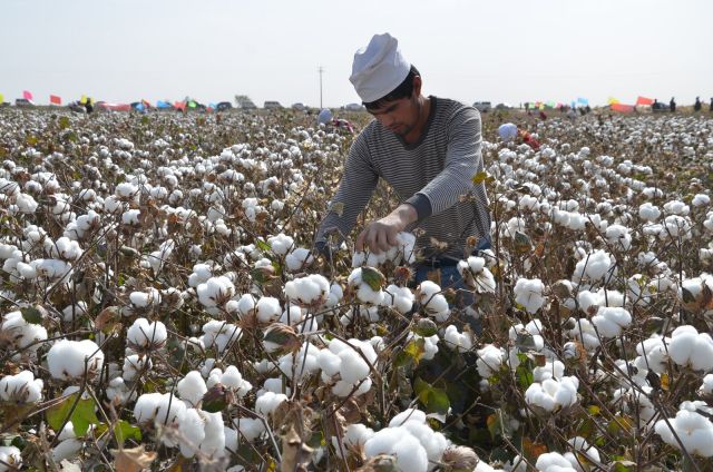 Produksi kapas Tiongkok mencatat peningkatan yang stabil pada tahun 2022 karena kondisi cuaca yang baik menyebabkan hasil yang lebih tinggi per hektar