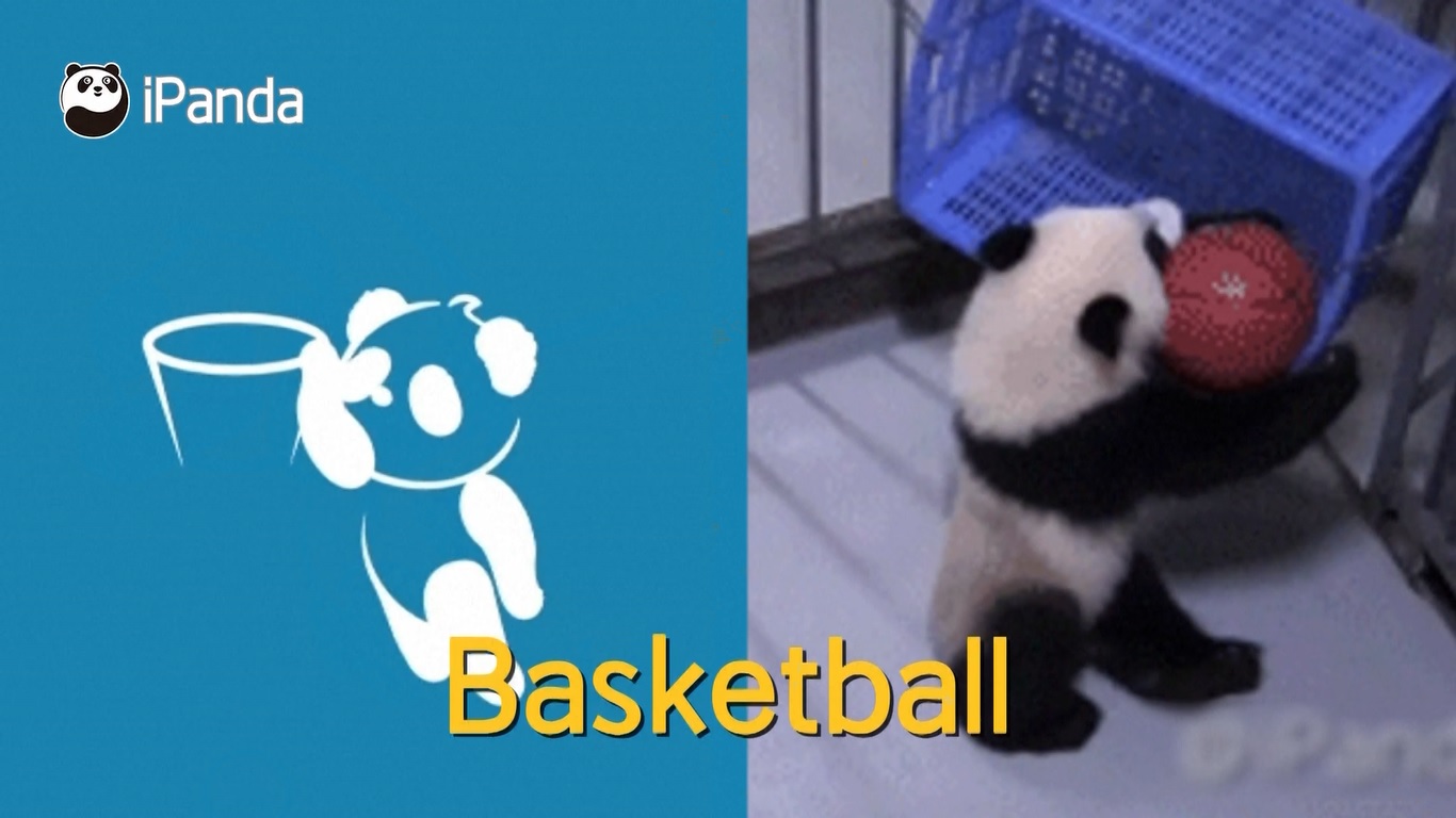 Sebuah video yang dirilis oleh platform multimedia iPanda menunjukkan tingkah lucu panda-panda raksasa dari pangkalan panda yang dikelola oleh Pusat Konservasi dan Penelitian Panda Raksasa Tiongkok