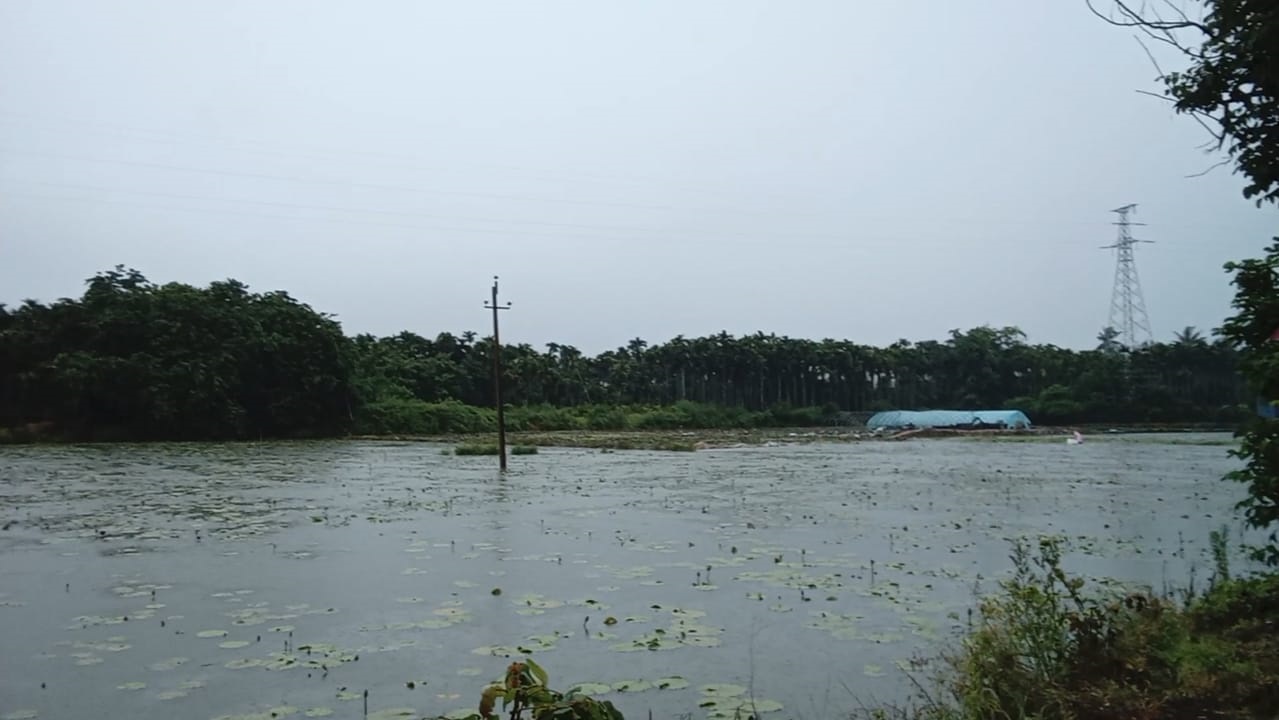 Budi Daya Tanaman Air Water Lyli (Teratai) Meningkatkan Ketahanan Ekonomi Pedesaan Di Hainan.