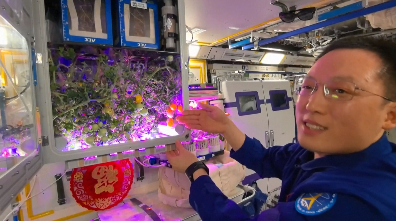 Para Astronaut Tiongkok akan Perluas Menu di Orbit seiring dengan Siapnya Panen Tomat yang Ditanam di Luar Angkasa
