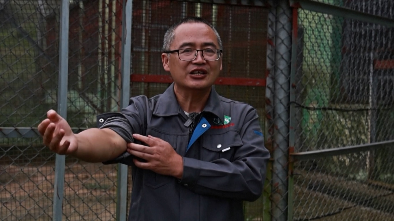 Harimau Tiongkok Selatan merupakan subspesies yang unik di Tiongkok dan termasuk dalam 10 hewan paling terancam punah di dunia