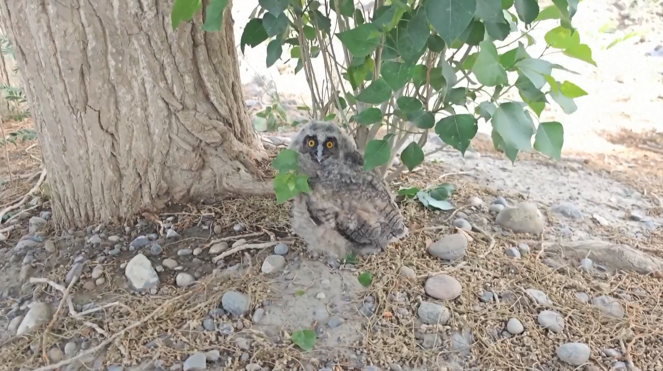Seekor Bayi Burung Hantu Elang Eurasia Langka Diselamatkan di Xinjiang