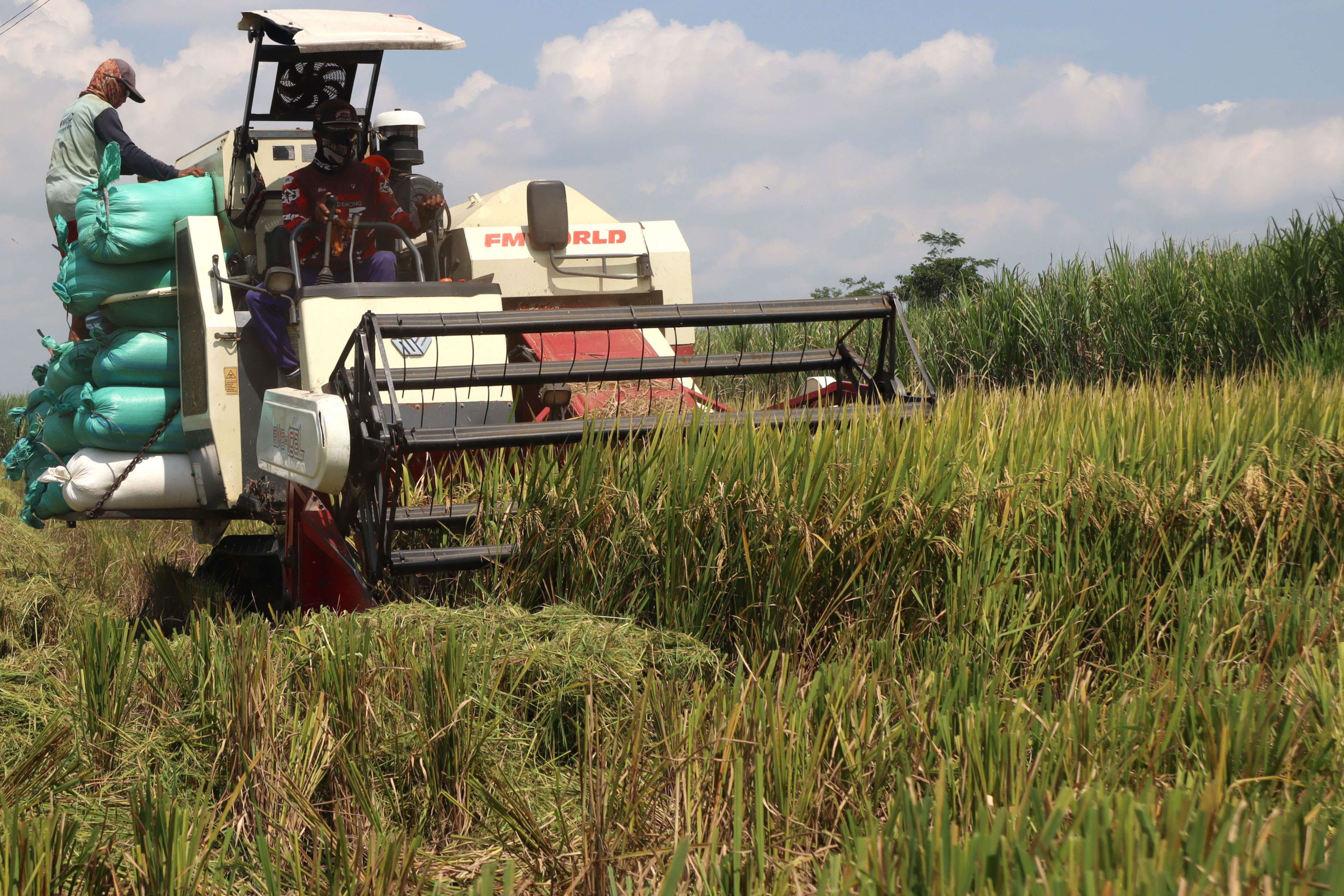 Bulog tidak bisa menyerap beras petani lokal begitu saja