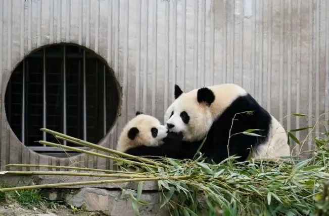 Bayi Panda Raksasa Pertama Tahun 2025 Lahir di Pusat Konservasi Tiongkok