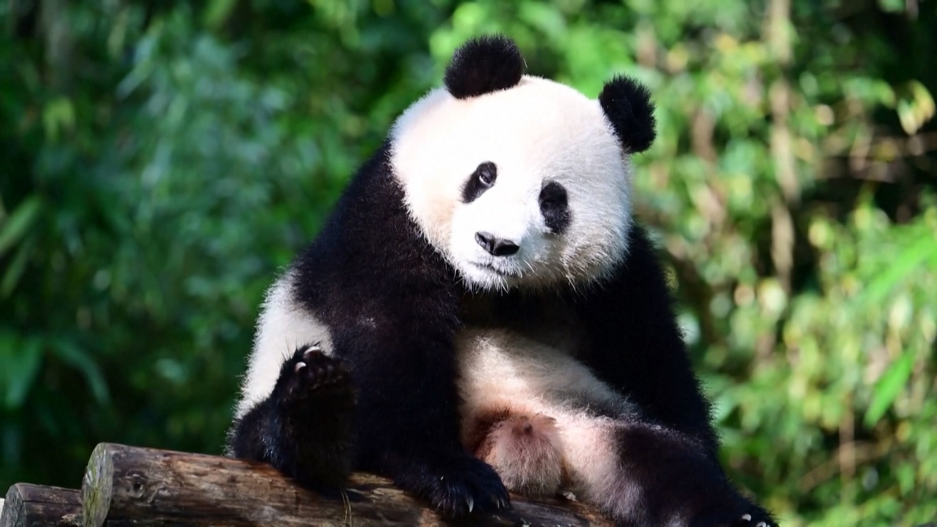 Para pakar Tiongkok dan Amerika akan bekerja sama dan bergandengan tangan untuk memastikan kesejahteraan kedua panda raksasa tersebut di Kebun Binatang Nasional