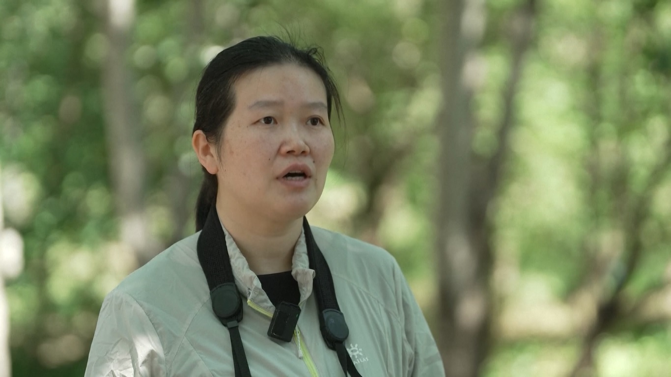 Itu dilakukan untuk melacak burung ibis jambul yang terancam punah