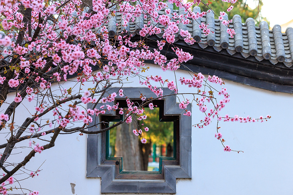 Plum berbunga ganda spesies hibrida yang terkenal karena keindahan dan keharuman ornamennya menambah sentuhan pesona pada kekayaan budaya yang terus ditawarkan oleh taman-taman bersejarah Beijing