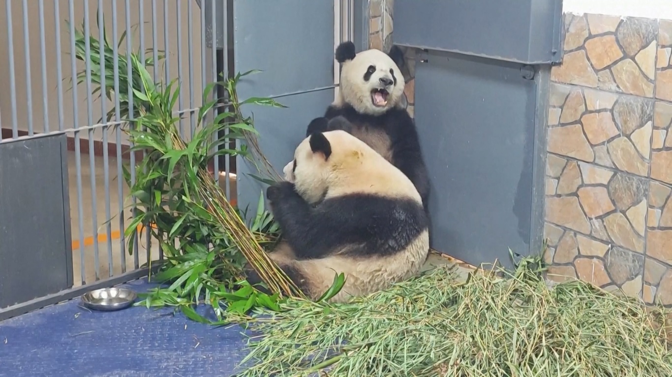 Panda Raksasa Tiba di Guangzhou untuk Pesta Olahraga Nasional Tiongkok ke-15 Mendatang