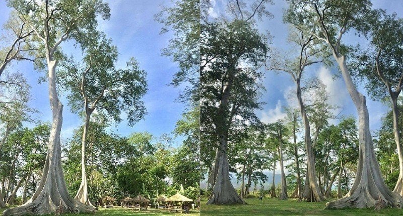 Berada di Lombok Timur Nusa Tenggara Barat tepatnya di Hutan Purba Permatan pohon Lian yang merupakan pohon purba yang sudah tumbuh sejak 1668 atau sekitar 35 abad yang lalu