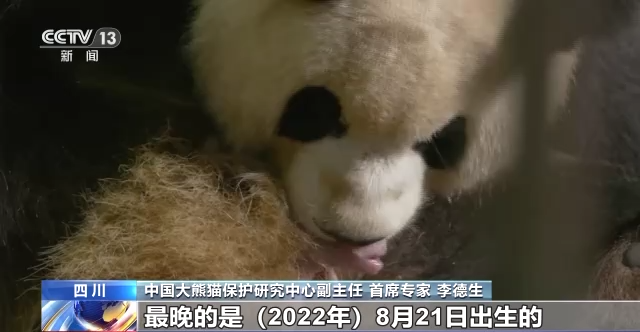 Total terdapat 13 anak panda raksasa dari 8 kandungan telah sukses dibiakkan