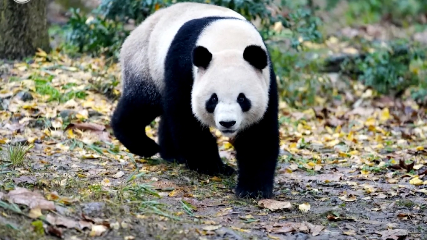 Ini menandai babak baru kerja sama Tiongkok-Australia dalam konservasi dan penelitian panda raksasa