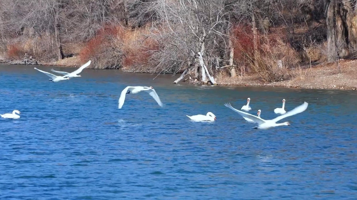 Angsa Bisu Bersiap untuk Migrasi Musim Semi di Taman Lahan Basah Xinjiang