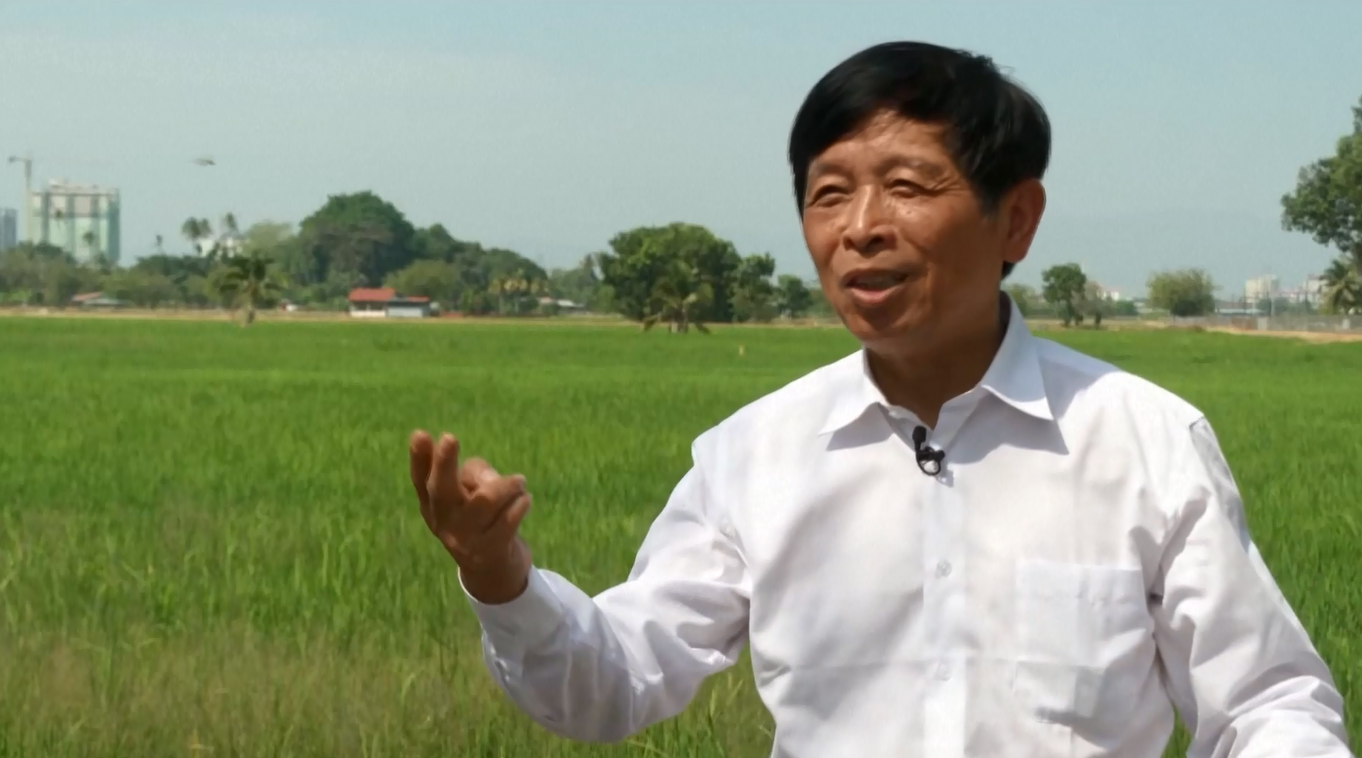 Teknologi Padi Ratoon Tiongkok Berhasil Tingkatkan Hasil Panen dan Ketahanan Pangan di Malaysia