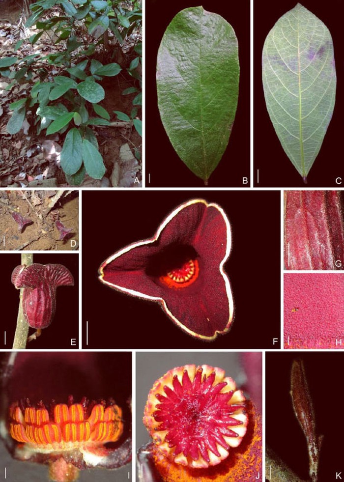 Thottea memiliki lebih dari 50 spesies yang diakui secara ilmiah Beberapa di antara Thottea memiliki peran penting dalam pengobatan tradisional dan Ayurveda (teknik pengobatan kuno dari India)