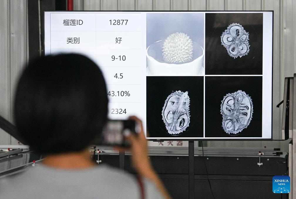 Tiongkok Operasikan Jalur Sortir Durian Otomatis Berbasis AI di Hainan