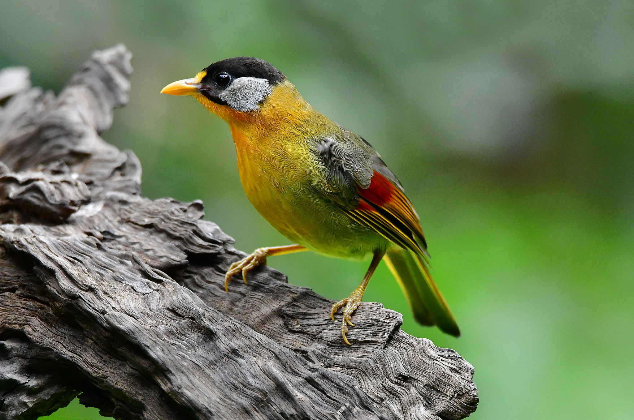 Tiongkok Akan Meluncurkan Kampanye Tiga Tahun Untuk Memperkuat Perlindungan Burung