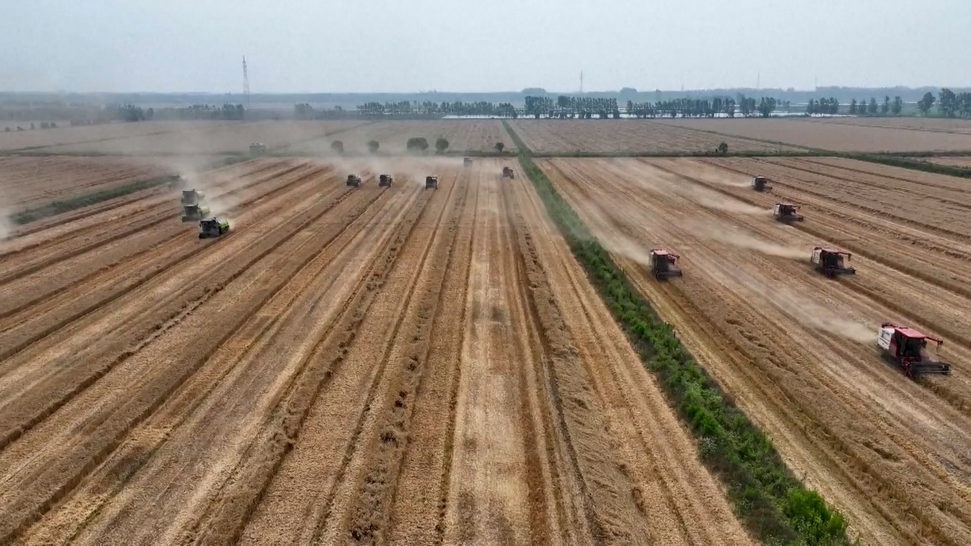 Tiongkok Raih Panen Gandum Musim Panas yang Melimpah pada Tahun 2025