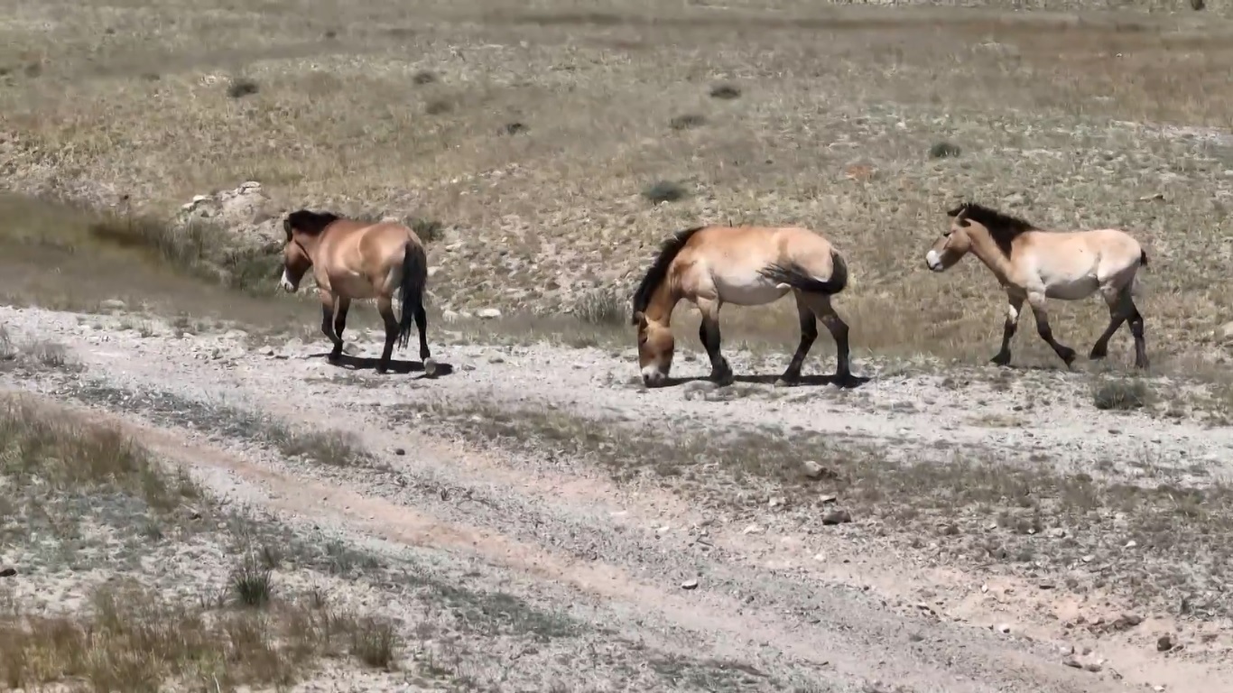 Bersama dengan enam ekor yang dilepaskan pada tanggal 28 Februari tahun ini