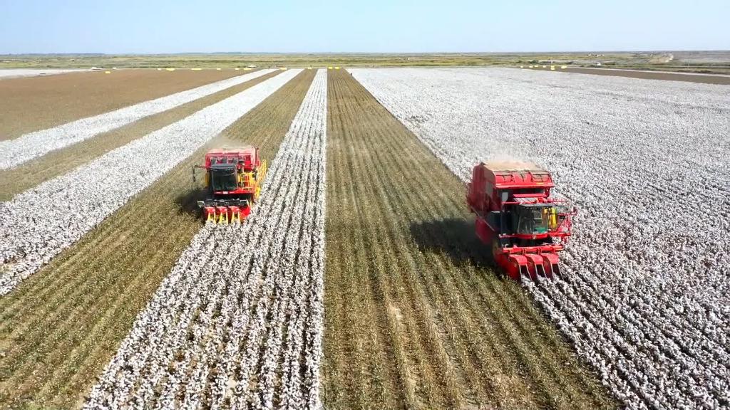daerah Otonomi Uygur Xinjiang di barat laut Tiongkok telah memasuki periode panen kapas skala besar tahun ini dengan mesin diharapkan melakukan lebih dari 80 persen pekerjaan pemetikan