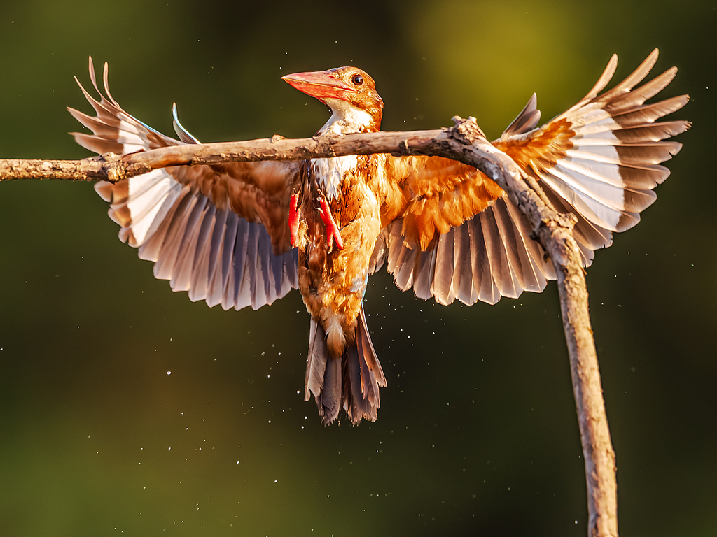 Nanchang Menyambut Burung-Burung Langka untuk Makan dan Menyejukkan Diri di Musim Panas