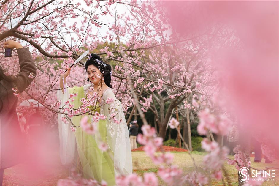 Festival Bunga Sakura edisi ke-15 festival ini berlangsung dari tanggal 15 Maret hingga 15 April di Taman Gucun di pinggiran Distrik Baoshan