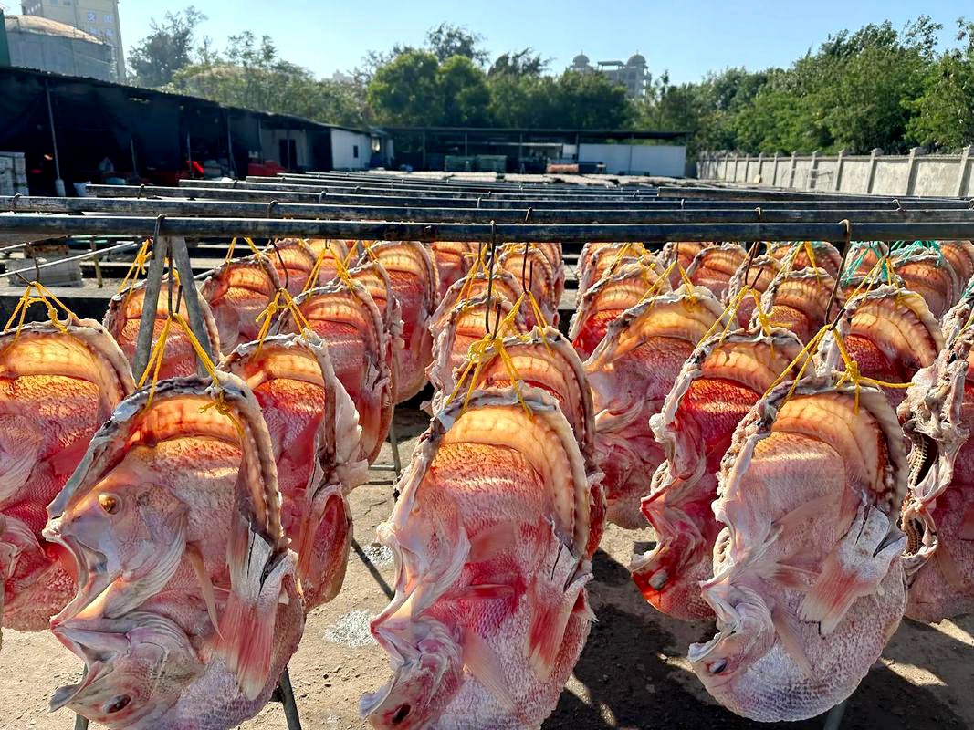 Merayakan Panen, Ikan Kakap Kering Danzhou Berjemur di Bawah Sinar Matahari untuk